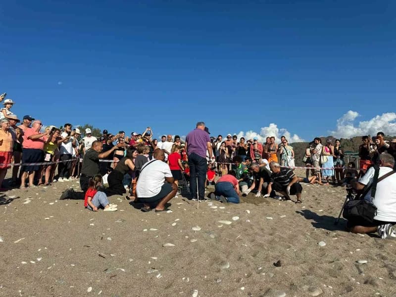 Kemer Çıralı sahilinde caretta caretta yavrularının denize doğru yolculuğu