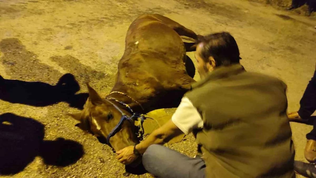 Keşan’da ata şiddet uyguladıkları iddiasıyla 2 kişi hakkında adli işlem başlatıldı