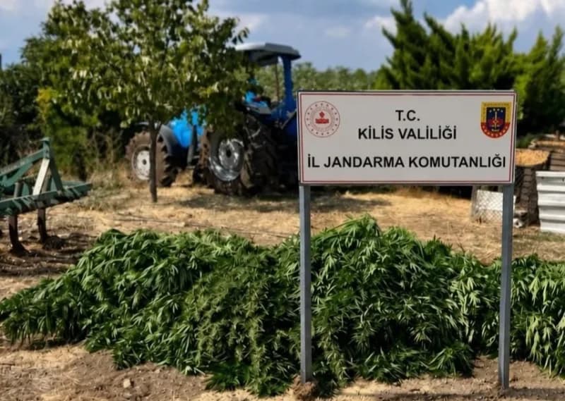 Kilis'te jandarma ekiplerinin kubar esrar ve kenevir bitkisi ele geçirdiği operasyon görüntüsü