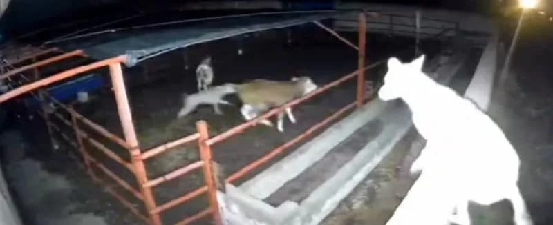 Kırşehir’in Boztepe ilçesine bağlı Çiğdeli köyünde bulunan bir mandıraya giren kurtların hayvanlara saldırdığı anlar güv
