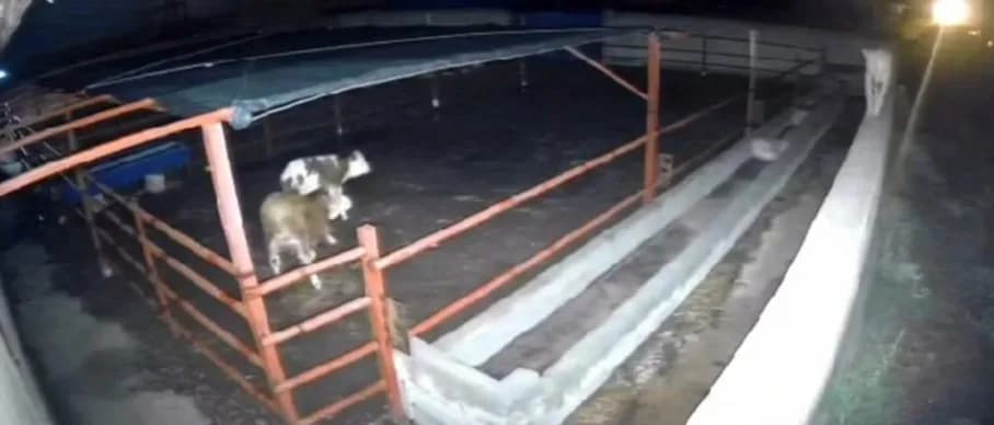 Kırşehir Boztepe ilçesinde mandıraya giren kurtların hayvanlara saldırdığı anlar güvenlik kamerası görüntüsü