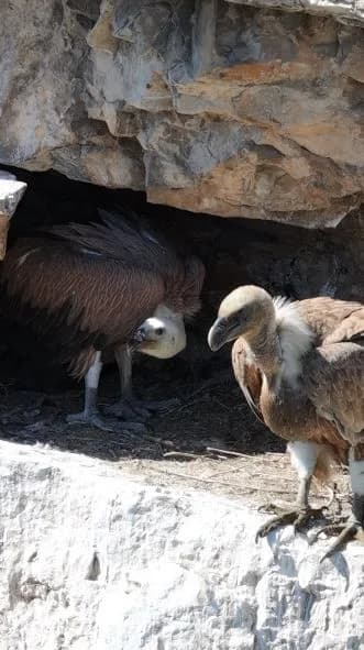 Artvin’de Sarp ve kayalık yamaçlardaki yuvalarında bulunan kızıl akbabalar, doğal yaşam alanlarında görüntülendi.