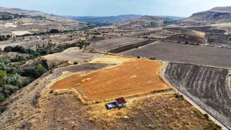 Kocasinan Belediyesi tarafından belediyeye ait yaklaşık 150 dönümlük alanda aspir hasadı gerçekleştirildi.