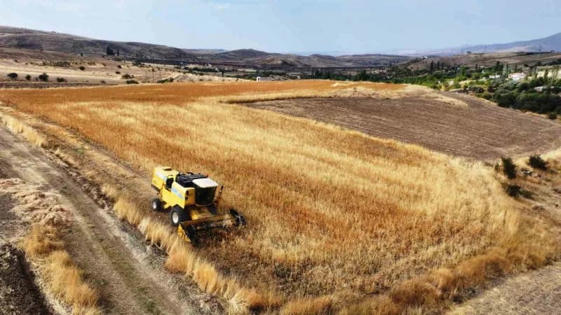 Kocasinan Belediyesi tarafından belediyeye ait yaklaşık 150 dönümlük alanda aspir hasadı gerçekleştirildi.