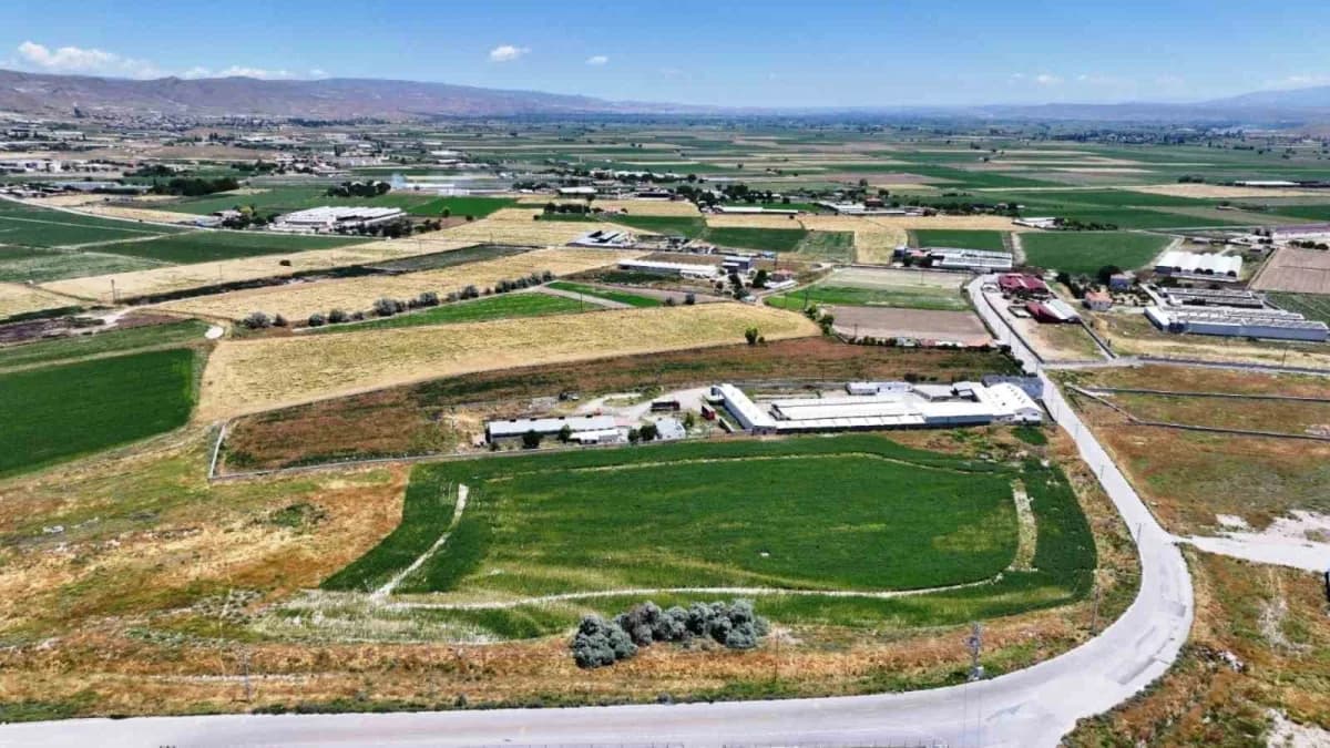 Kocasinan Belediyesi tarafından belediyeye ait yaklaşık 150 dönümlük alanda aspir hasadı gerçekleştirildi.