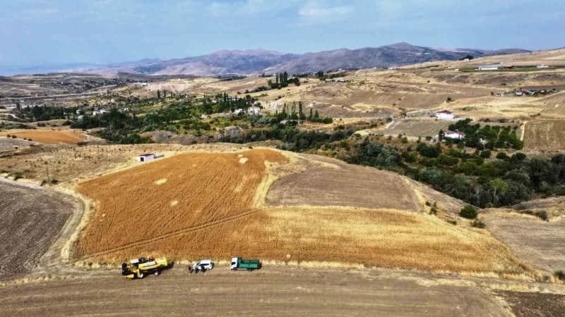 Kocasinan Belediyesi tarafından belediyeye ait yaklaşık 150 dönümlük alanda aspir hasadı gerçekleştirildi.
