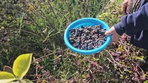 Konya’da doğal yöntemlerle yetiştirilen aronya meyveleri bahçede elle toplanıyor