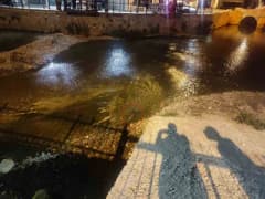 Konya Bozkır ilçesindeki Çarşamba Çayı'nda doğal ortamda görülen su samuru