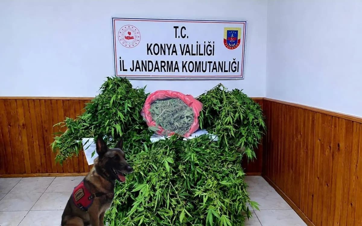 Konya Ereğli’de jandarma ekipleri depo görünümlü alanda kenevir operasyonu yapıyor