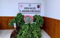 Konya Ereğli’de jandarma ekipleri depo görünümlü alanda kenevir operasyonu yapıyor