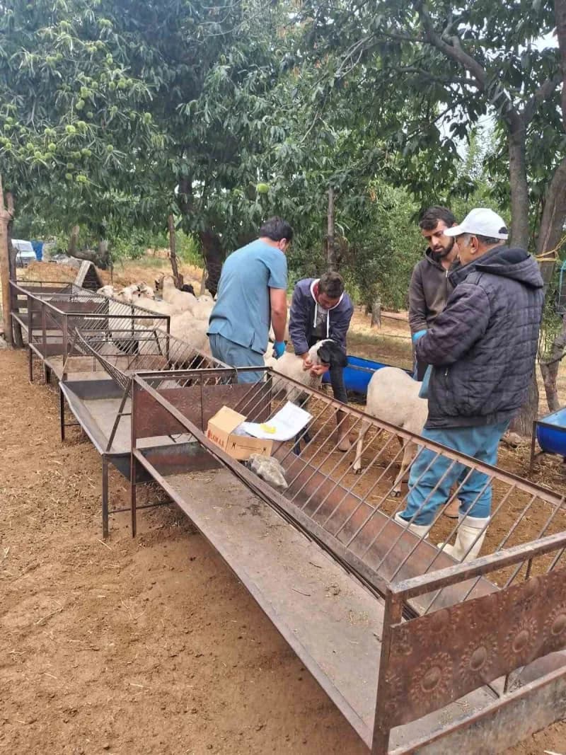 Köşk ilçesinde veteriner hekimler küçükbaş hayvanlara küpeleme ve aşılama işlemi yapıyor
