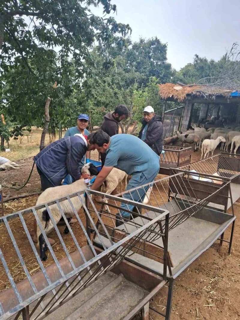 Aydın’ın Köşk ilçesinde küçükbaş hayvanların kimliklendirilmesi ve sağlıklarının korunmasına yönelik küpeleme ve aşılama
