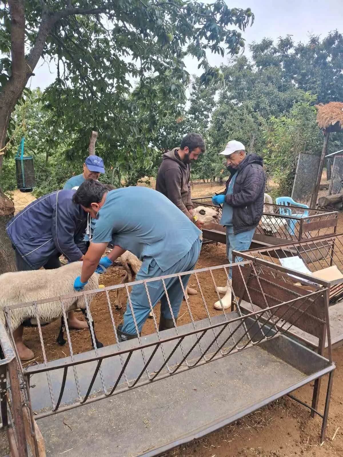 Aydın’ın Köşk ilçesinde küçükbaş hayvanların kimliklendirilmesi ve sağlıklarının korunmasına yönelik küpeleme ve aşılama