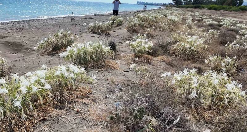 Nesli tükenme tehlikesi altında olduğu için Koruma altındaki kum zambakları Akdeniz'e 321 kilometre kıyısı bulunan Mersi