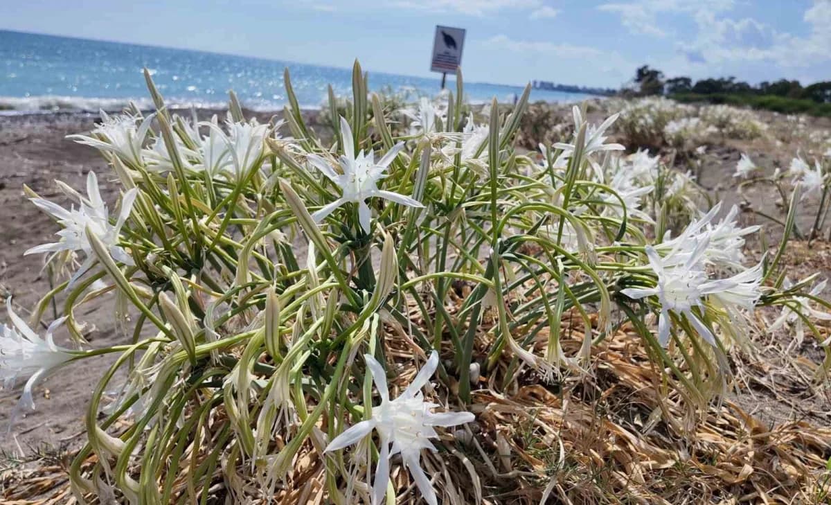 Nesli tükenme tehlikesi altında olduğu için Koruma altındaki kum zambakları Akdeniz'e 321 kilometre kıyısı bulunan Mersi