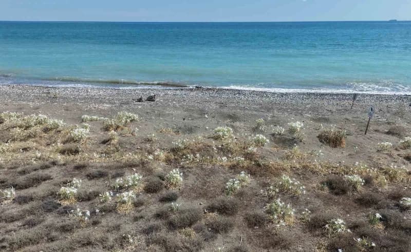 Nesli tükenme tehlikesi altında olduğu için Koruma altındaki kum zambakları Akdeniz'e 321 kilometre kıyısı bulunan Mersi
