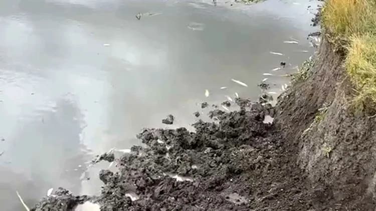 Kura Nehri'nde çok sayıda balık öldü