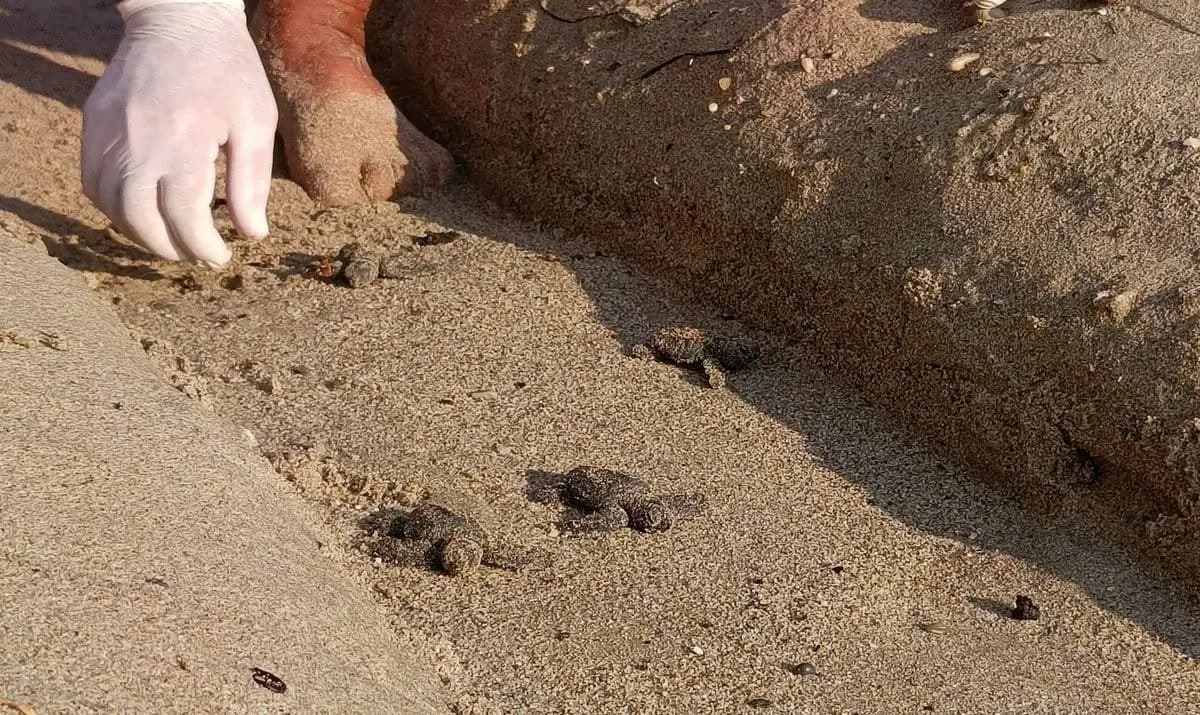 Kuşadası’nda sel sularının altında kalan alanda sürpriz şekilde tespit edilen caretta caretta yuvasından 67 yavru çıktı.
