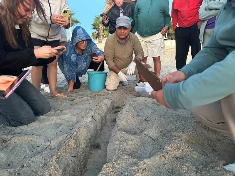 Kuşadası’nda sel sularının altında kalan alanda sürpriz şekilde tespit edilen caretta caretta yuvasından 67 yavru çıktı.