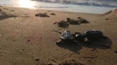 Kuşadası’nda sel sularının altında kalan caretta caretta yuvasından çıkan yavru deniz kaplumbağaları