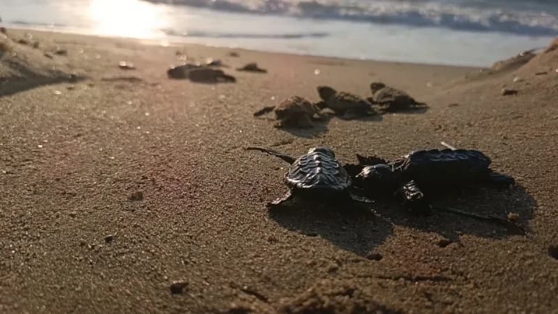 Kuşadası’nda sel sularının altında kalan caretta caretta yuvasından çıkan yavru deniz kaplumbağaları