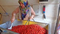 Samsun Havza'da kuşburnu marmeladı hazırlığında kullanılan özel mekanik sistem ve işlenen meyveler