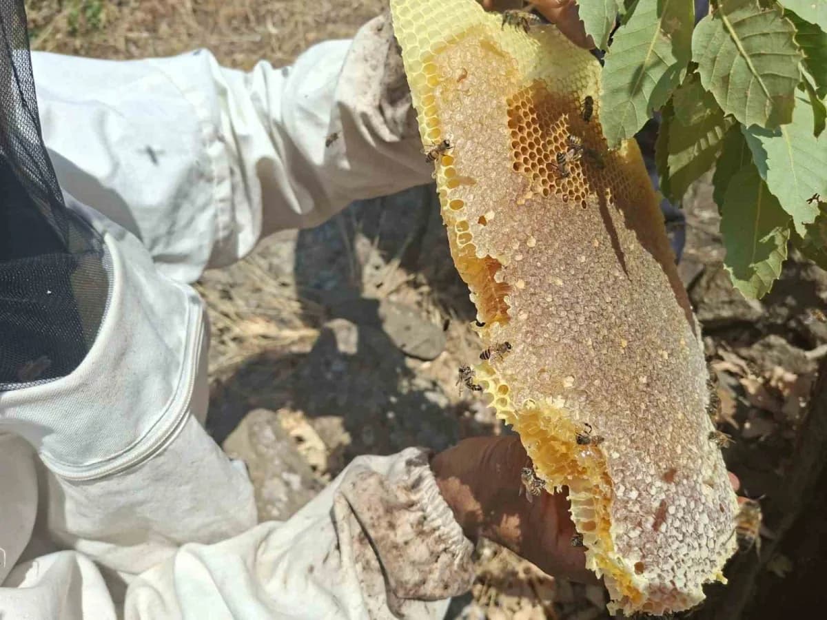 Bingöl’ün yüksek kesimlerinde kütük balı sağımı gerçekleştirildi