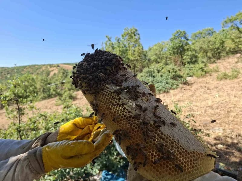 Bingöl’ün yüksek kesimlerinde kütük balı sağımı gerçekleştirildi