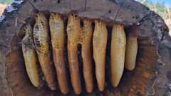 Bingöl yüksek rakımlı dağlarda meşe kütüklerinden kütük balı sağımı yapan arıcılar