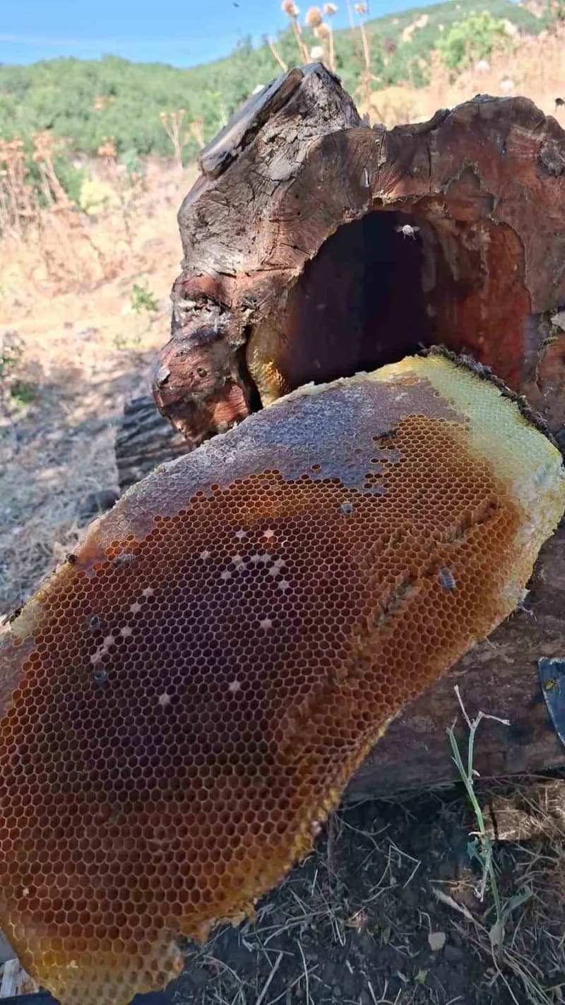 Bingöl’ün yüksek kesimlerinde kütük balı sağımı gerçekleştirildi