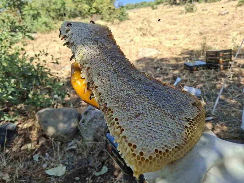 Bingöl’ün yüksek kesimlerinde kütük balı sağımı gerçekleştirildi