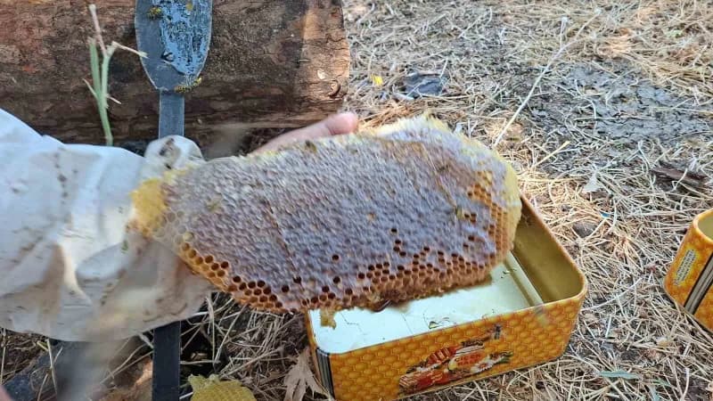 Bingöl’ün yüksek kesimlerinde kütük balı sağımı gerçekleştirildi