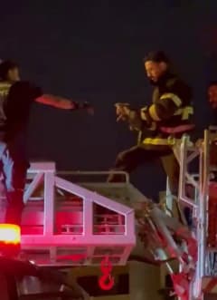 Adıyaman'da ağaçta mahsur kalan yavru kediyi itfaiye ekipleri kurtarıyor