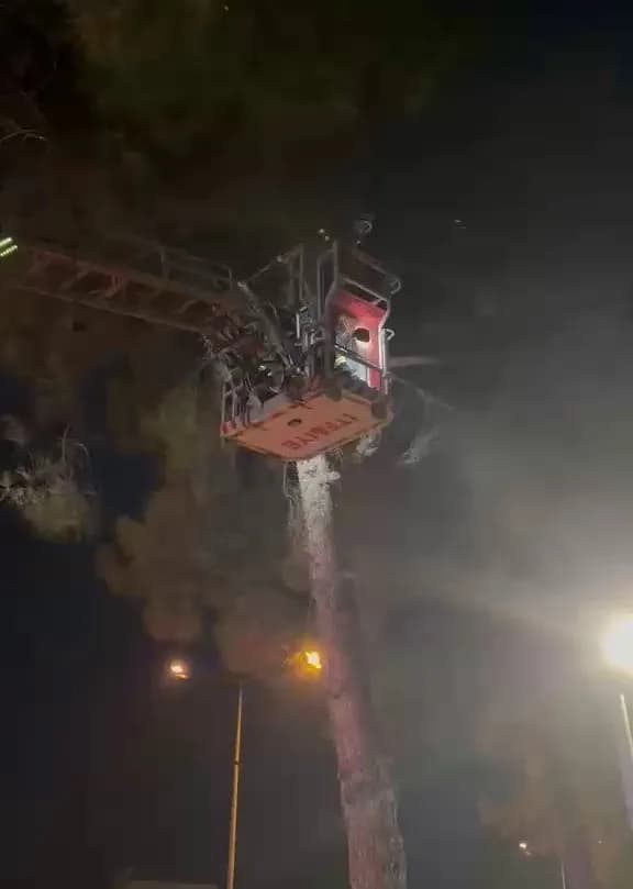 Adıyaman’da bir ağacın tepesine çıkarak inemeyen yavru kediyi itfaiye ekipleri kurtardı.