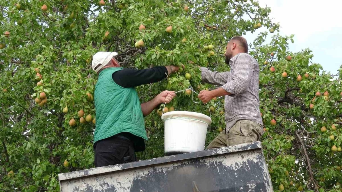 Malatya Akçadağ'da tescilli bal armudu ağaçlarında hasat yapan üreticiler