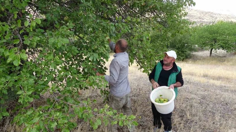 Malatya'da coğrafi işaret tescilli Akçadağ armudunda hasat başladı