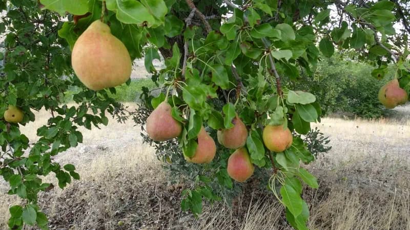 Malatya'da coğrafi işaret tescilli Akçadağ armudunda hasat başladı