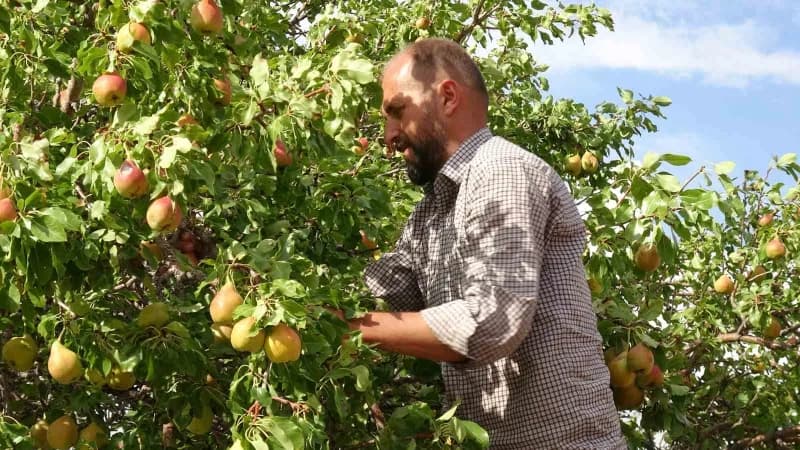 Malatya'da coğrafi işaret tescilli Akçadağ armudunda hasat başladı