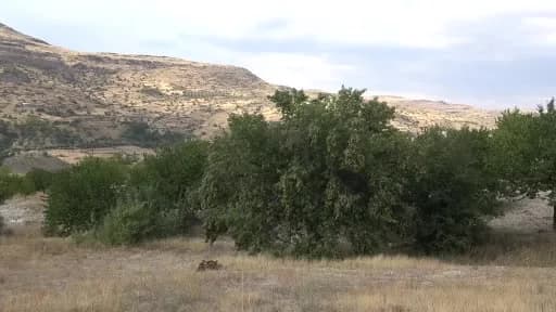 Malatya Akçadağ'da tescilli bal armudu ağaçlarında hasat yapan üreticiler