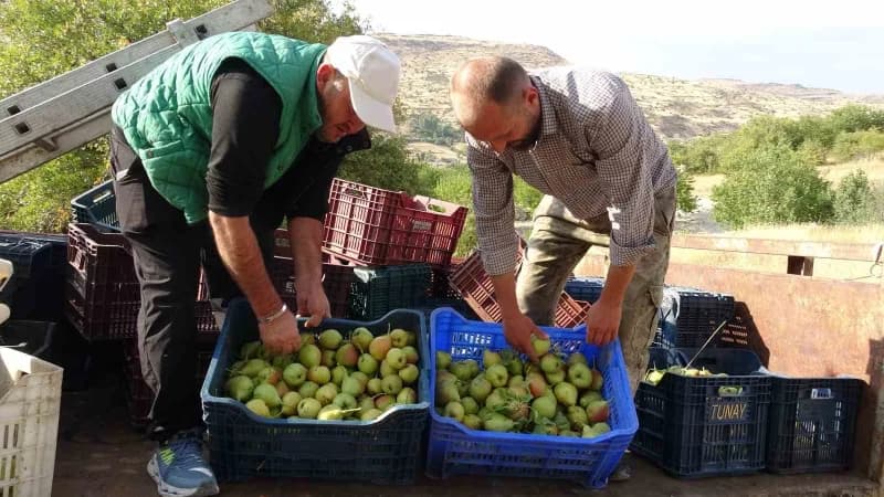 Malatya'da coğrafi işaret tescilli Akçadağ armudunda hasat başladı