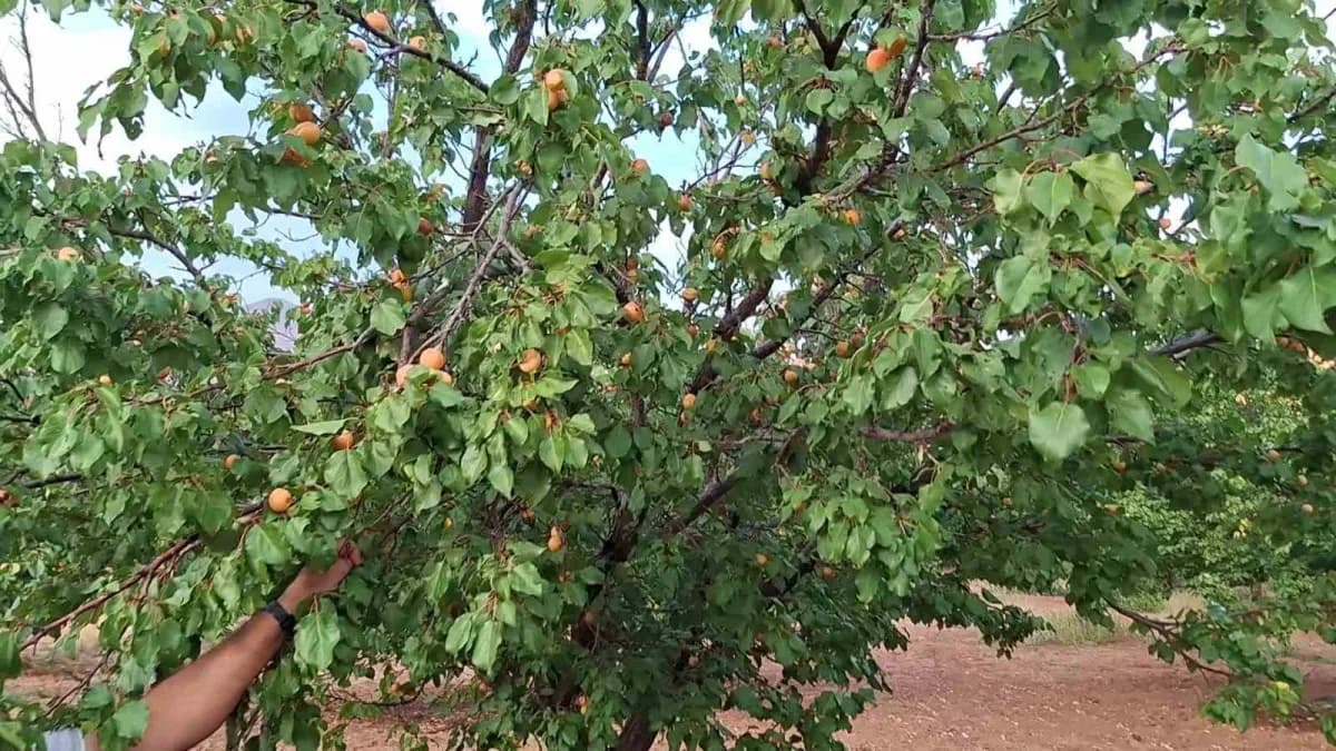 Malatya'nın Kuluncak ilçesinde hasat sezonunun üzerinden yaklaşık bir ay geçmesine rağmen dalında meyve bulunan kayısı a