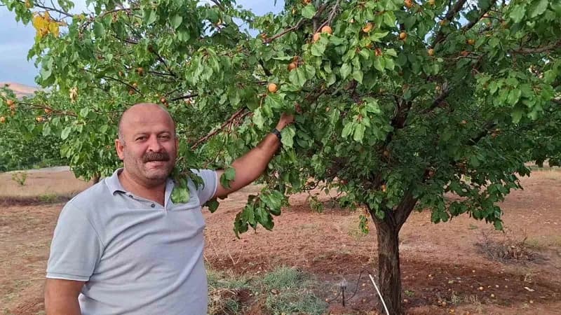 Malatya Kuluncak'ta dalında meyve bulunan geç olgunlaşan kayısı ağaçları