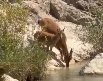 Malatya Darende Tohma Çayı yakınlarında su içen nesli tehdit altındaki yaban keçileri