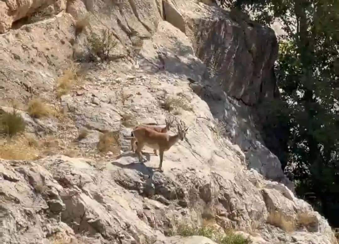 Malatya’da yaban keçileri Tohma Çayı’nda su içerken görüntülendi
