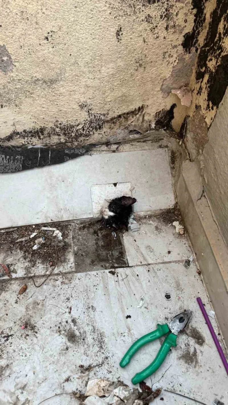 Antalya'nın Manavgat ilçesinde bir binanın terasındaki yağmur suyu giderine sıkışan yavru kedi, itfaiye ekiplerinin çalı