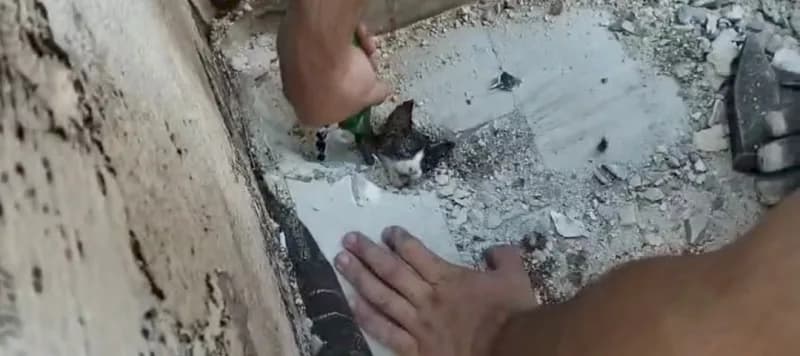 Antalya'nın Manavgat ilçesinde bir binanın terasındaki yağmur suyu giderine sıkışan yavru kedi, itfaiye ekiplerinin çalı
