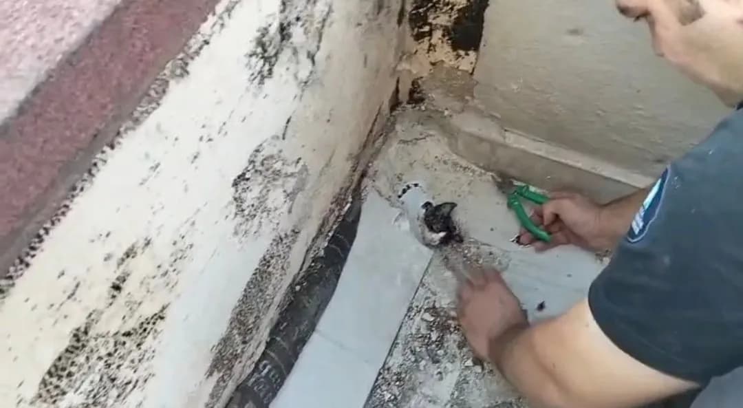 Antalya'nın Manavgat ilçesinde bir binanın terasındaki yağmur suyu giderine sıkışan yavru kedi, itfaiye ekiplerinin çalı
