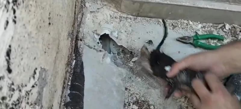 Antalya'nın Manavgat ilçesinde bir binanın terasındaki yağmur suyu giderine sıkışan yavru kedi, itfaiye ekiplerinin çalı