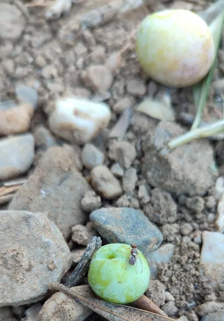 Manisa’nın Salihli ilçesinde zeytin üreticileri, zeytin sineğine karşı mücadele konusunda uyarıldı.