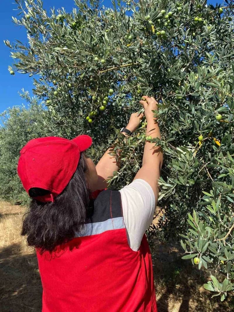 Manisa’nın Salihli ilçesinde zeytin üreticileri, zeytin sineğine karşı mücadele konusunda uyarıldı.